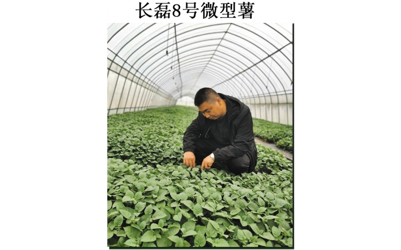 長磊農業(yè)科技開發(fā)有限公司品種研發(fā)